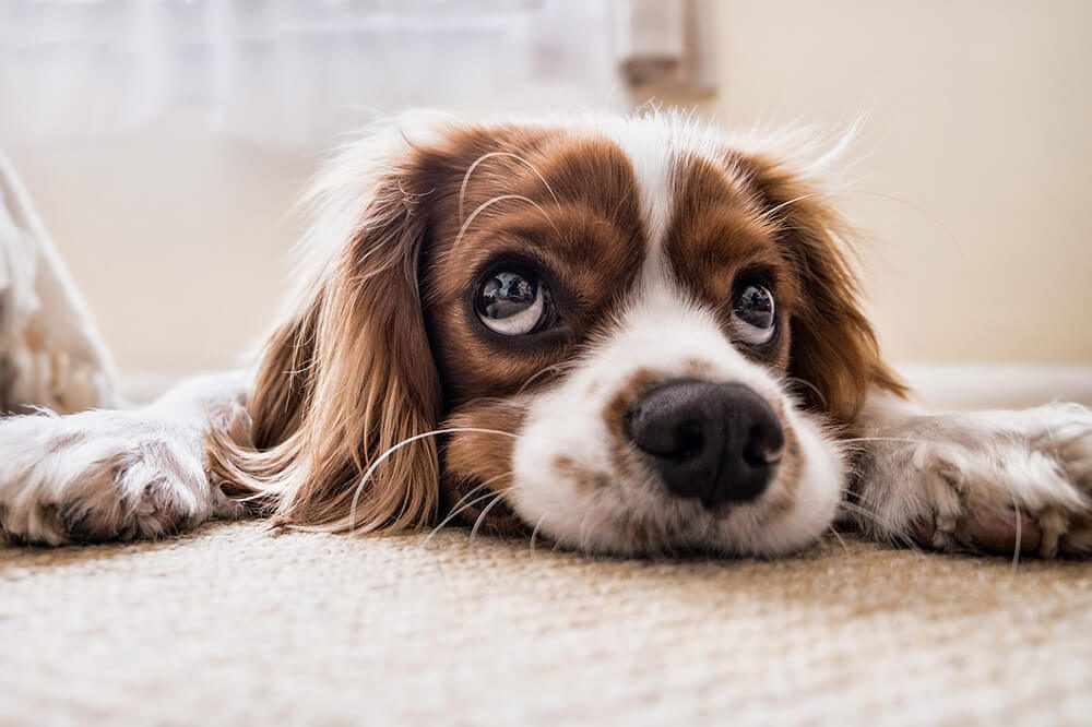 pet-ownership-pet-care-tips-for-cats-and-dogs-air-transport-flight